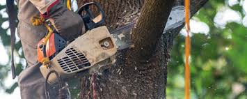 How Our Tree Care Process Works  in  Hanover Park, IL