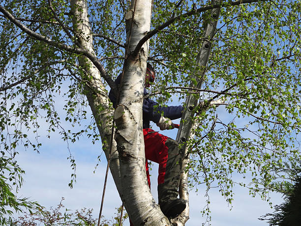 Professional Tree Care in Hanover Park, IL